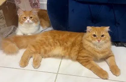 Kittens for adoption