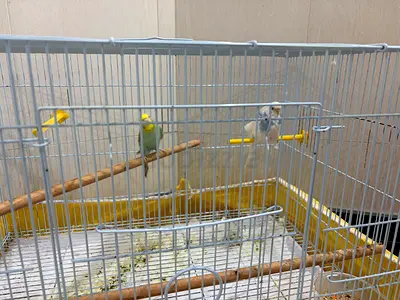Two Budgies with Large Cage and Perches - Ready to Rehome