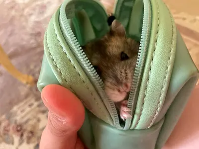 Small pet hamster (free to rehome coming dwarf if experienced bo need to read guide)