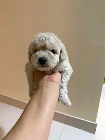 Cute small white poodle puppy - ready for a loving home