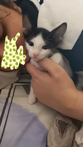 Young black-and-white kitten available for free adoption