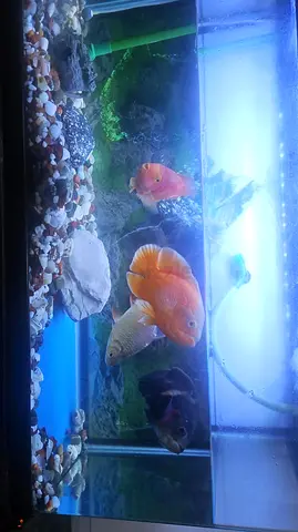 Aquarium with Fish and accesories