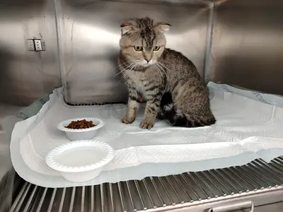 FREE FOR ADOPTION(Scottish fold male )