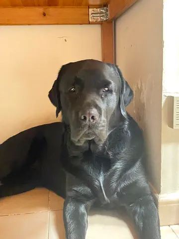 Friendly Black Labrador — Ready for Adoption.. 5yr old