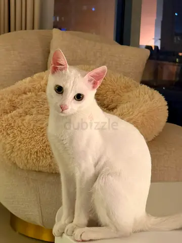 Olly kitten seeks his forever family
