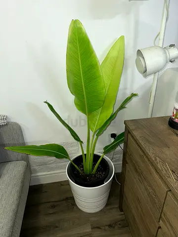 Bird of paradise / traveller palm plant