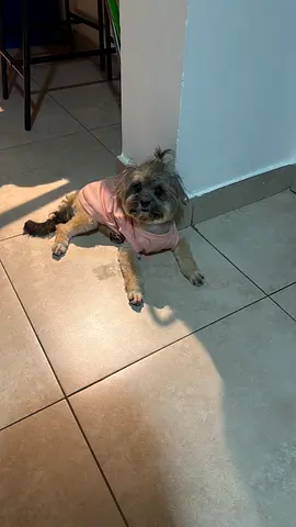 For adoption Shih Tzu 5 months