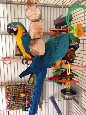 Blue & Gold Macaws Available For Rehoming