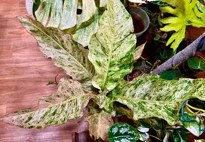 Anthurium Hookeri Variegated. AED325/- .Pickup near financial center metro. Delivery can be arranged