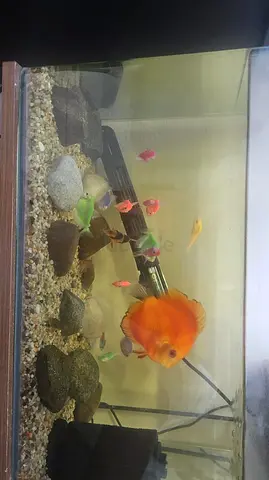 Aquarium with fish for sale