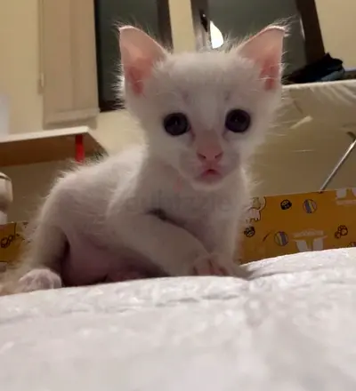 Kitten for adoption