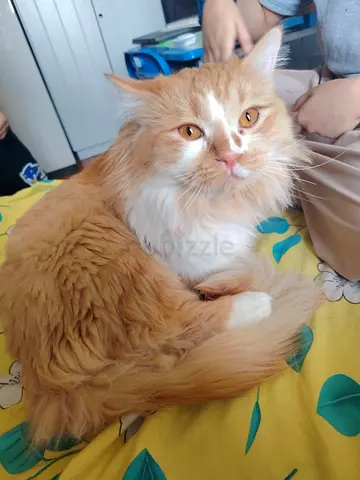 Cats adoption