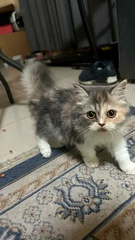Cats for free adoption