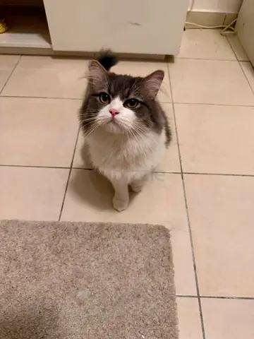 Friendly Healthy Cat Looking for a Loving Forever Home 🐱❤️