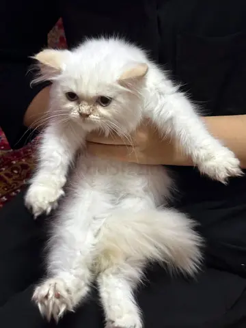 Persian White long-haired kitten available for adoption