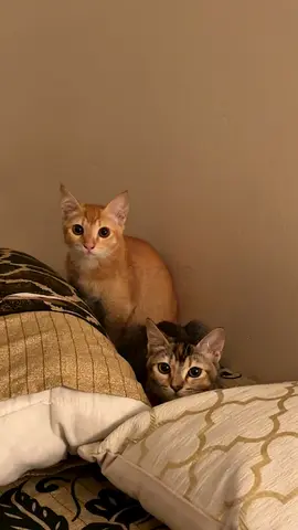 Two friendly young cats available for free adoption