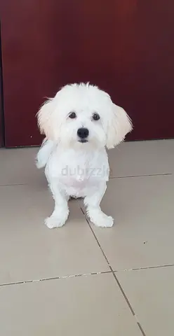 Maltese puppy looking for a loving family