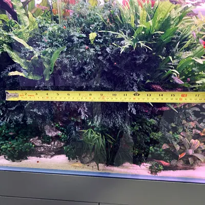 Aquatic aquarium plants.