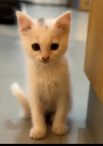 Two white kittens for free adoption