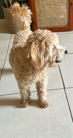 Adorable cream colour Poodle Puppy