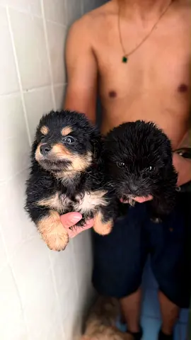 Two small black maltipoo puppies, looking for a  new home
