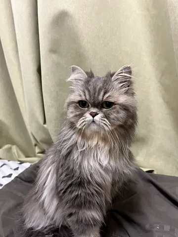 Cat for adoption