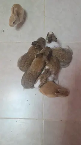 Adorable Bunnies 🐰💕 — Looking for Loving New Homes