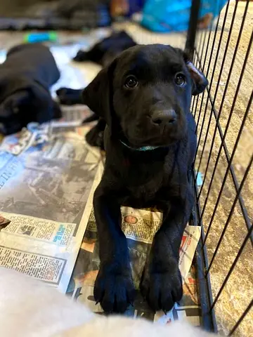 Labrador Retriever puppy