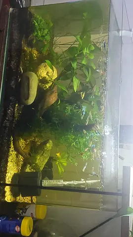 Aquarium with fish for sale