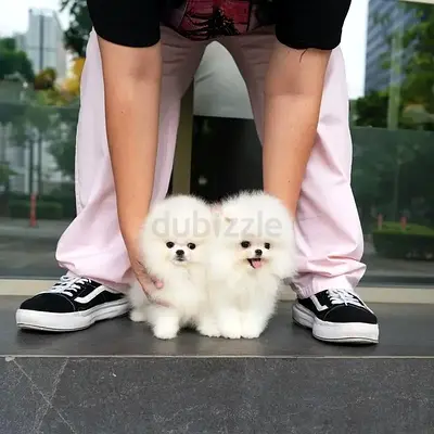 Teacup Pomeranian Puppies Available