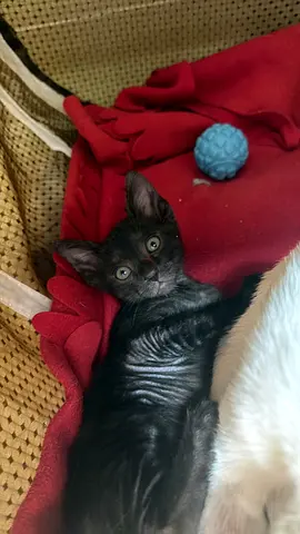Young kitten available for adoption - friendly and playful