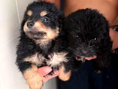 Two small mixed-breed puppies ready for adoption