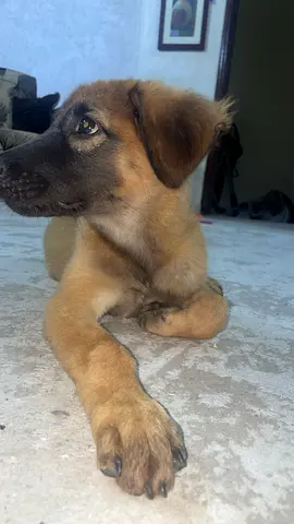 I have a 2-month-old Malinois-German Shepherd mix puppy up for adoption.