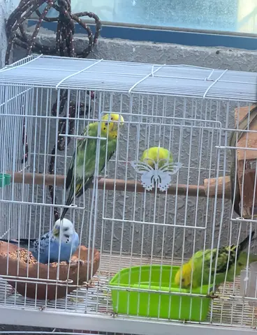 3 Birds for adoption