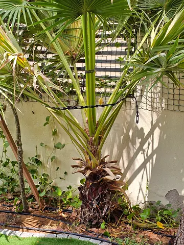 Outdoor palm tree frangipani