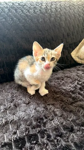 Young kitten available for adoption - friendly and playful