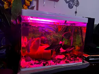 Aquarium for sale