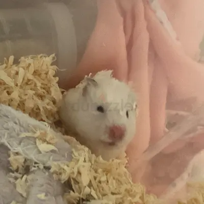 Friendly syrian hamster needs proper care and rehome coming if you have experience with hamsters