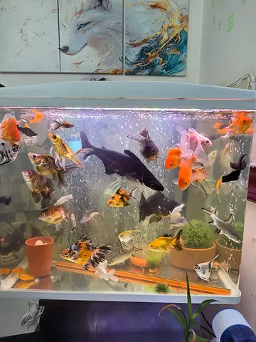 I sell aquarium with a variety some rare medium aquarium size with over 100 different fishesI sell a