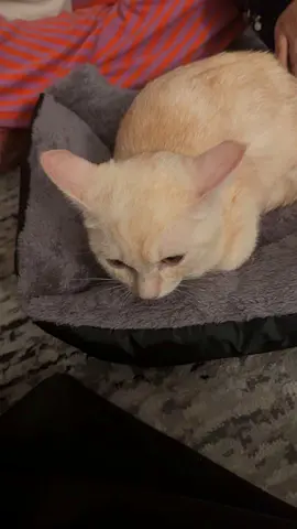 Female cream short-haired cat available for adoption - friendly and calm