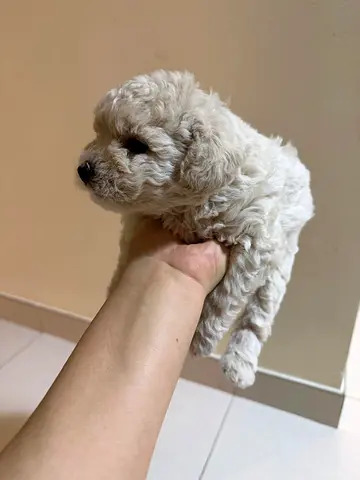 Tiny white poodle puppy - friendly and playful is looking for lovely home