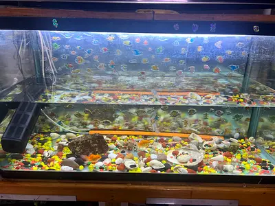 Used 29×39 Glass Fish Aquarium Tank with LED Light and Accessories