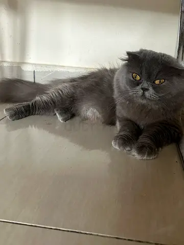 Scottish fold long hair, Cat beautiful and healthy vaccinated, 8 months old female
