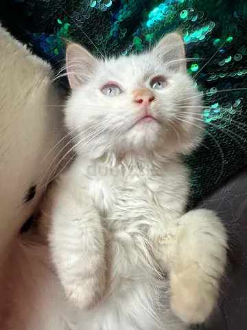 beautiful himalayan red point kitten 3 months old vaccinated, dewormed microchipped..