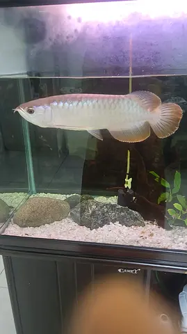 Aquarium with Arowana fish for sale