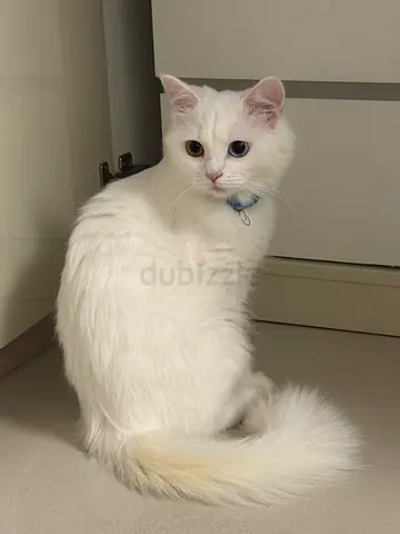 Cat for adaption