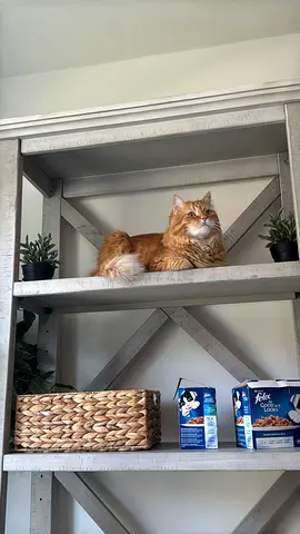 Ginger long-haired cat Free Adoption no cost