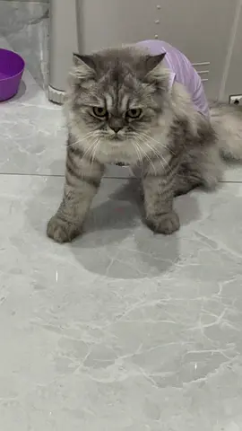 Adopt a cat