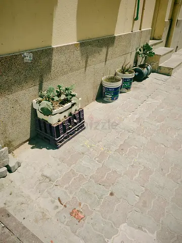Plants for sale