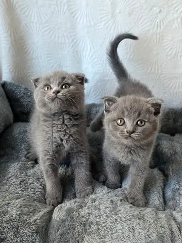 Scottish fold